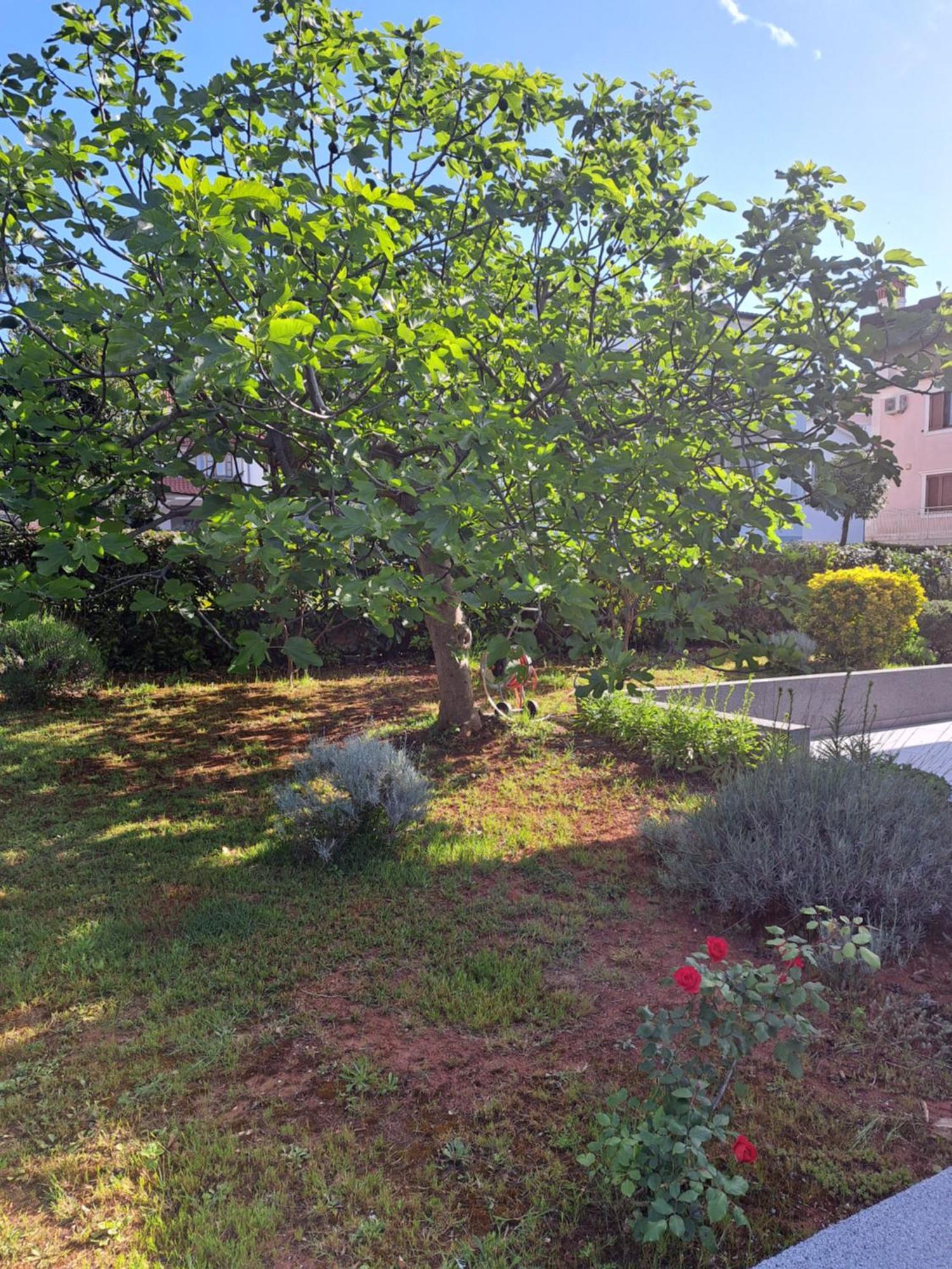 Apartment Elinor 2 Rovinj Eksteriør billede